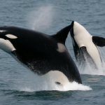Scientists Discover New PFAS Contamination Pathway in Arctic Marine Life