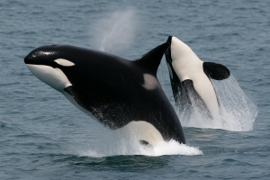 Scientists Discover New PFAS Contamination Pathway in Arctic Marine Life