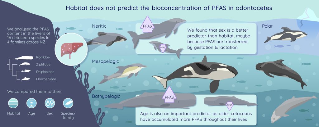 New Zealand Study Reveals PFAS Plagues Marine Mammals Across All Ocean Depths