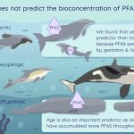 New Zealand Study Reveals PFAS Plagues Marine Mammals Across All Ocean Depths