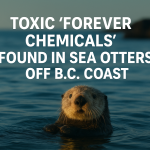 Toxic Forever Chemicals Found in British Columbia Sea Otters, Study Reveals