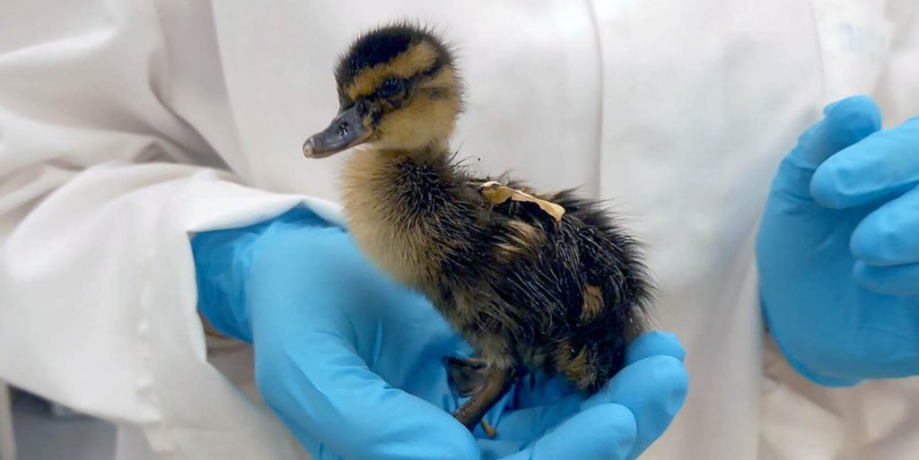 Forever Chemicals Alter Gene Expression in Ducklings Before Hatching