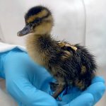 Forever Chemicals Alter Gene Expression in Ducklings Before Hatching