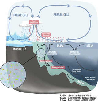 Groundbreaking Research Reveals How “Forever Chemical” TFA Travels to Arctic Through Ice Formation