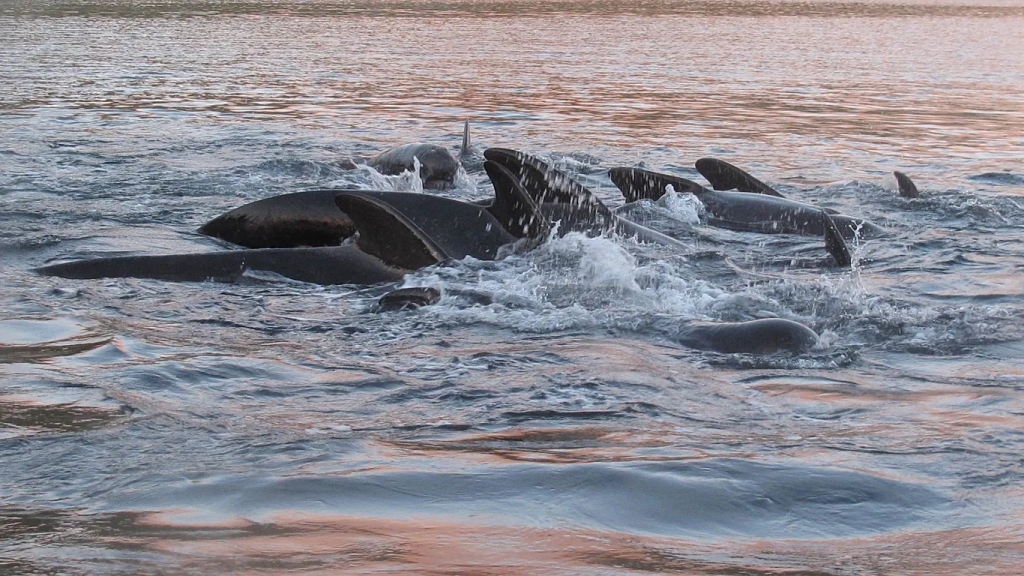 PFAS Levels in Whales Have Plummeted: Why This Might Not Be Good News