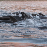 PFAS Levels in Whales Have Plummeted: Why This Might Not Be Good News